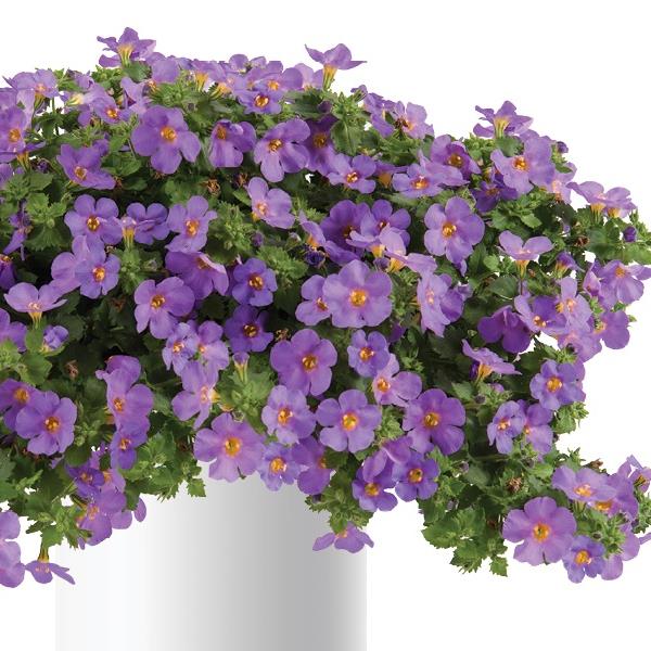 Bacopa