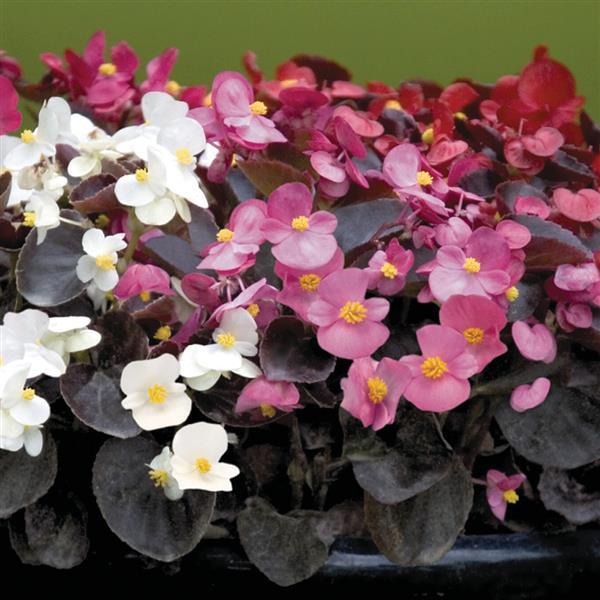 Begonia