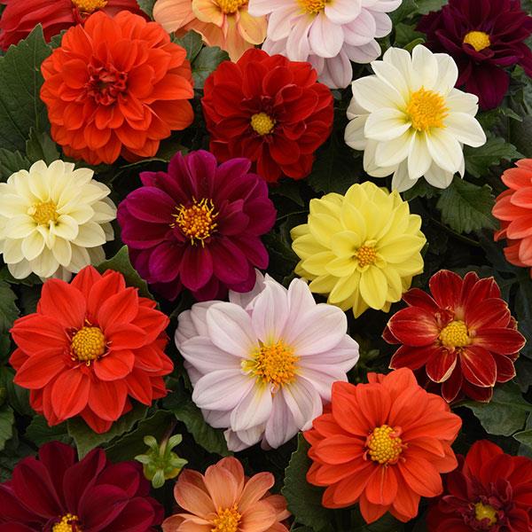 Dahlia