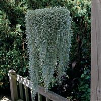 Dichondra