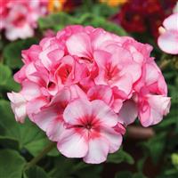 Geranium - Seed