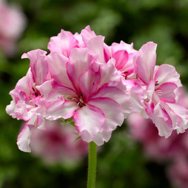 Geranium - Ivy