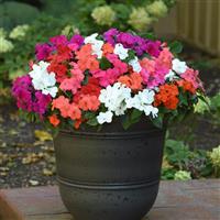 Impatiens