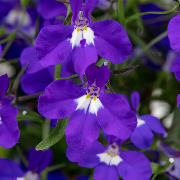 Lobelia