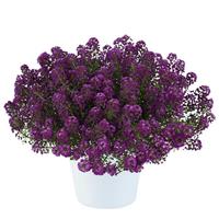 Lobularia