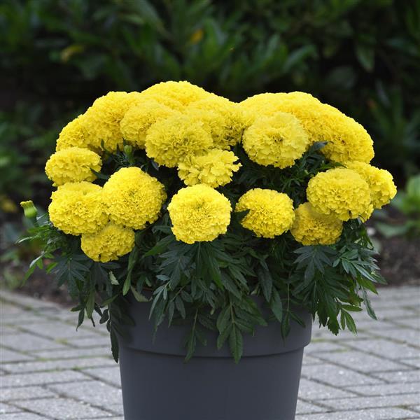 Marigold - African