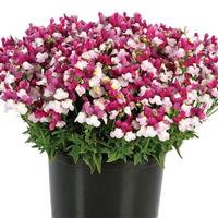 Nemesia