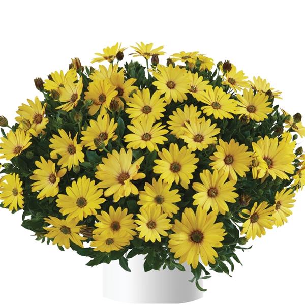 Osteospermum