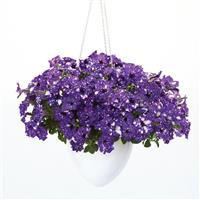Petunia