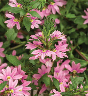 Scaevola
