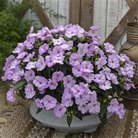 Sunpatiens