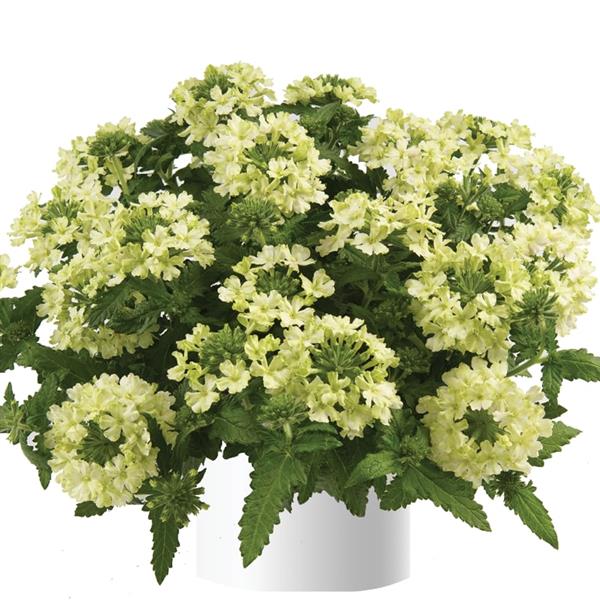 Verbena