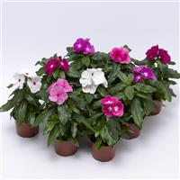 Vinca