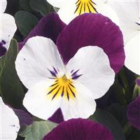 Viola