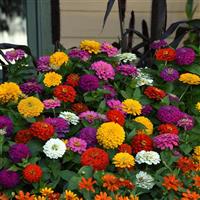 Zinnia